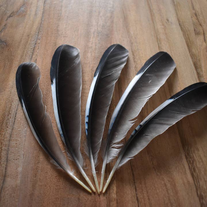 Plumes Naturelles - Vente Plume - Plumes de Geai