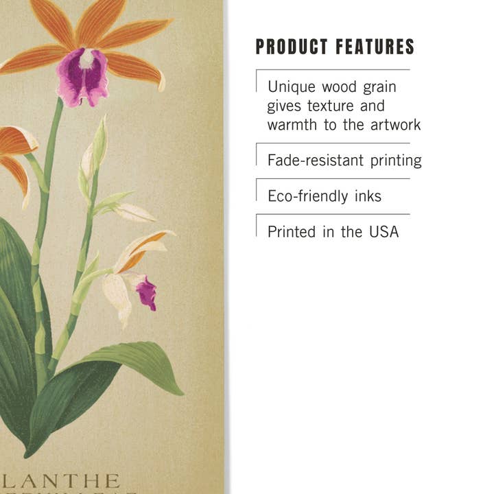Lantern Press - Wholesale Wood wall art - WOOD SIGN ART Calanthe Tankervilleae Orchid Flora2