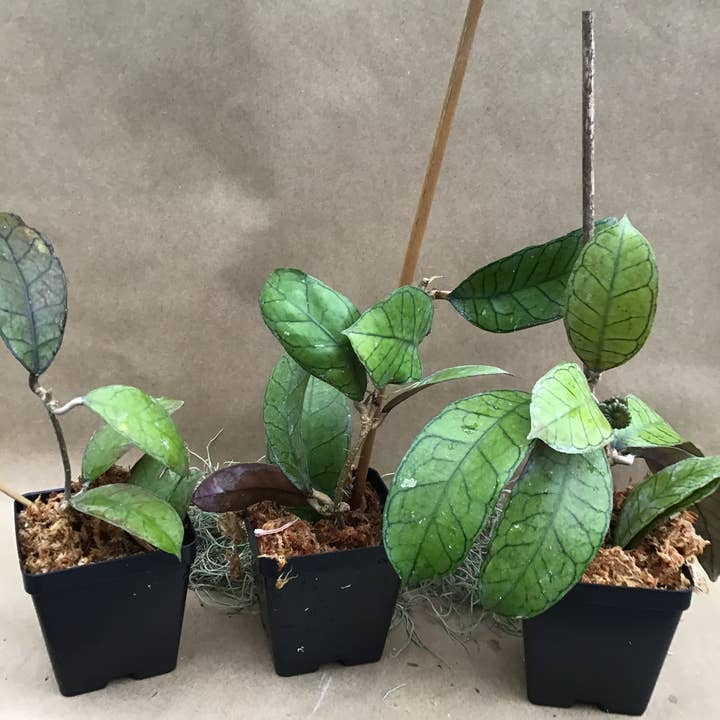 Buzz + Thrive Gardens - Wholesale Live Plant - Hoya sp. Gunung Gading