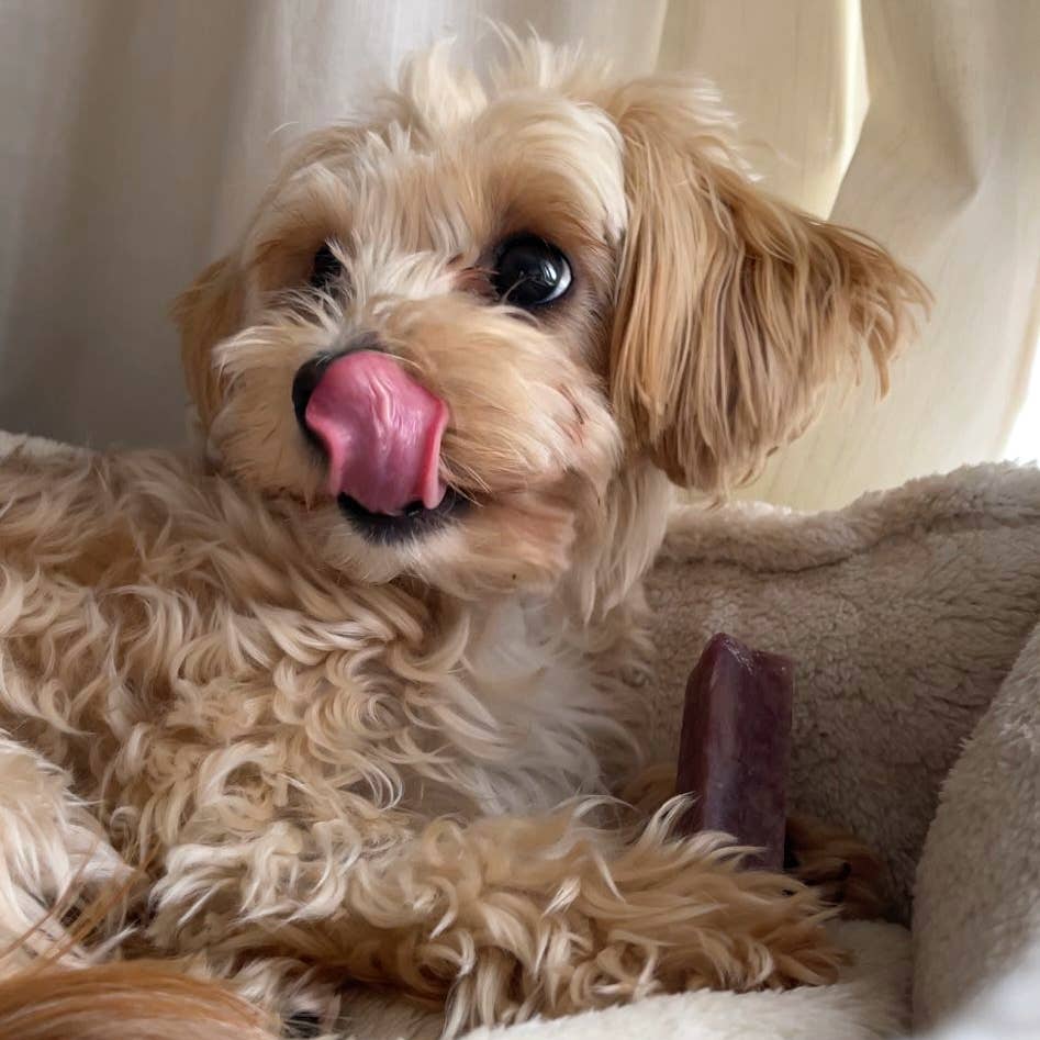 Real Pet Supplies - Wholesale Pet Treats - Dog - K2 Yak Chews 100% Natural Dog Treats Blueberry Medium2