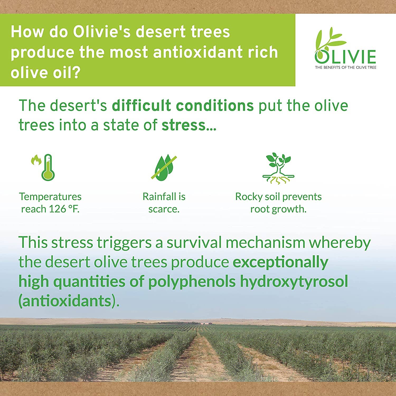 ATLAS OLIVE OILS - Wholesale Olive Oil - OLIVIE PLUS 30X Organic EVOO 250ML Bottle | High Polyphenol4