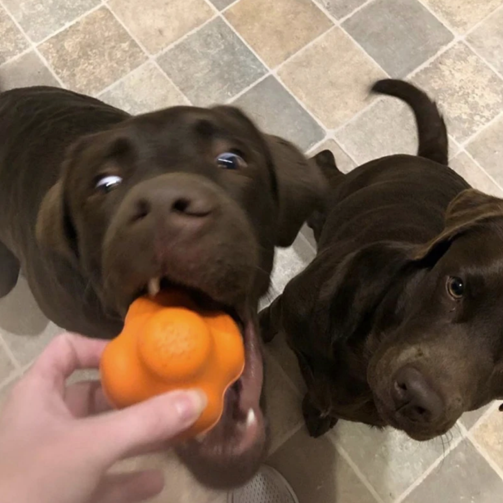 Rover Pet Products - Wholesale Pet Chew Toy - Dog - Crazy Bounce (Power Chewers)14