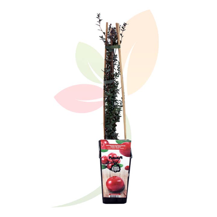 VIVERCID – wholesale Levande växt – Vaccinium Macrocarpon (Tranbär)