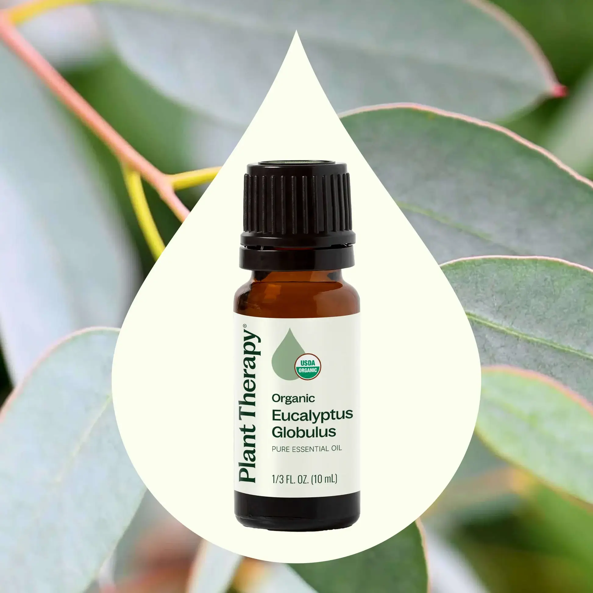 Plant Therapy – Engroshandel Æterisk olie – Økologisk Eucalyptus Globulus Æterisk Olie 10 ml1