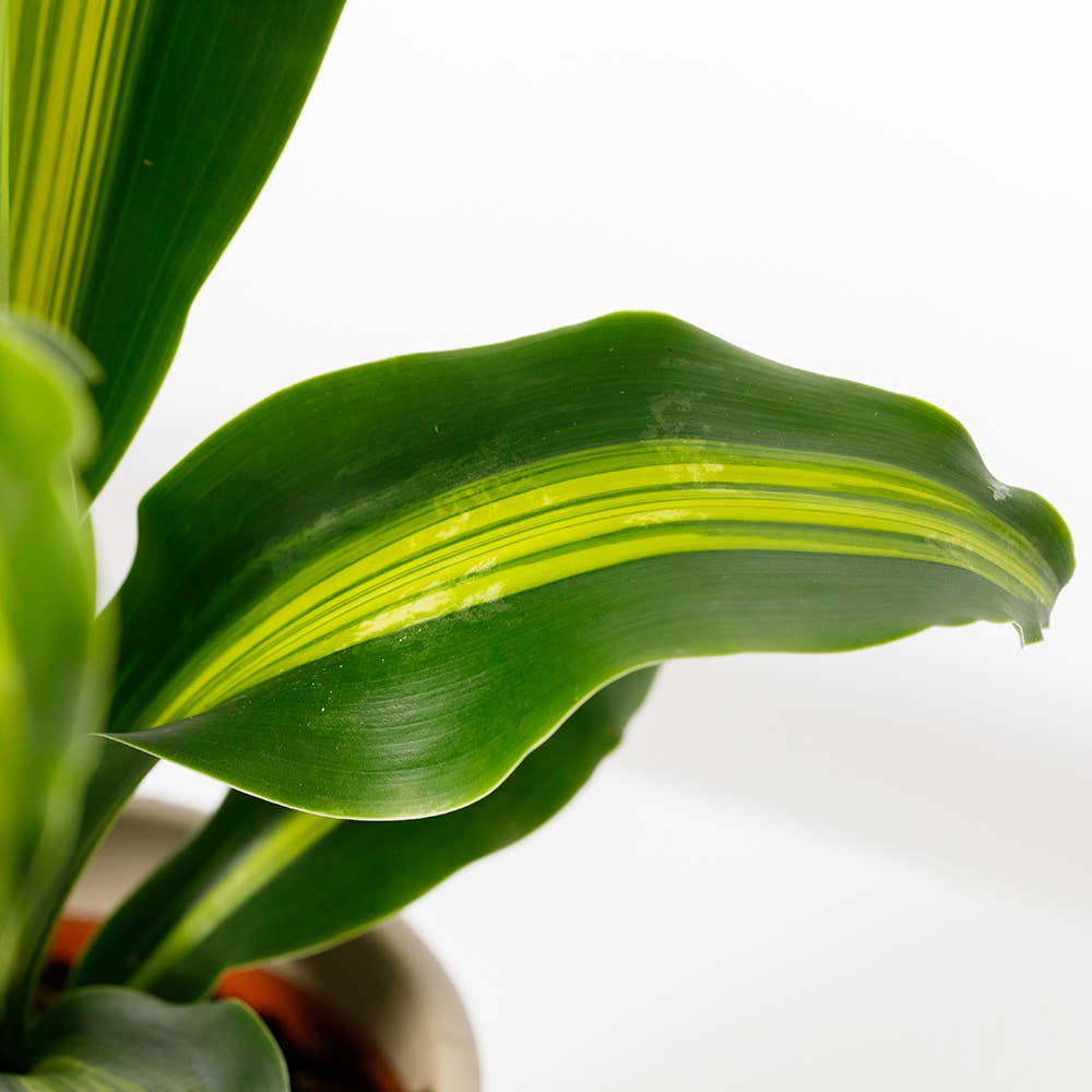 The Little Botanical – wholesale Live plant – Dracaena Deremensis (Lemon Lime)14