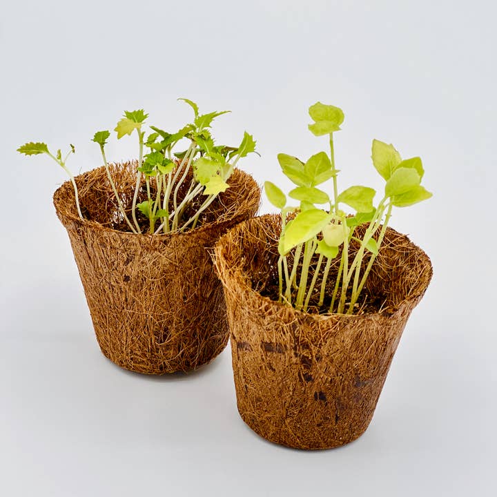 Indoor Herb Garden DIY Kit for wholesale by The Works Seattle