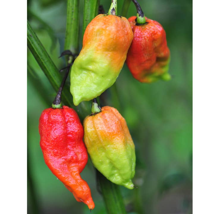 Sow the Magic – wholesale Frön – Ghost Pepper Tarot Trädgård+Presentfröpaket