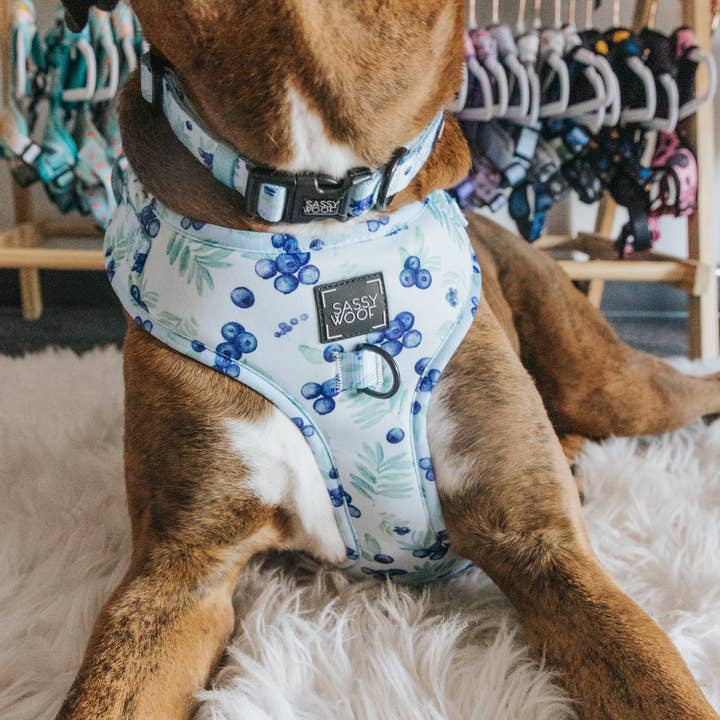 SASSY WOOF - Wholesale Pet Harness - Dog - Dog Adjustable Harness - Berry Sassy (Fruits)15