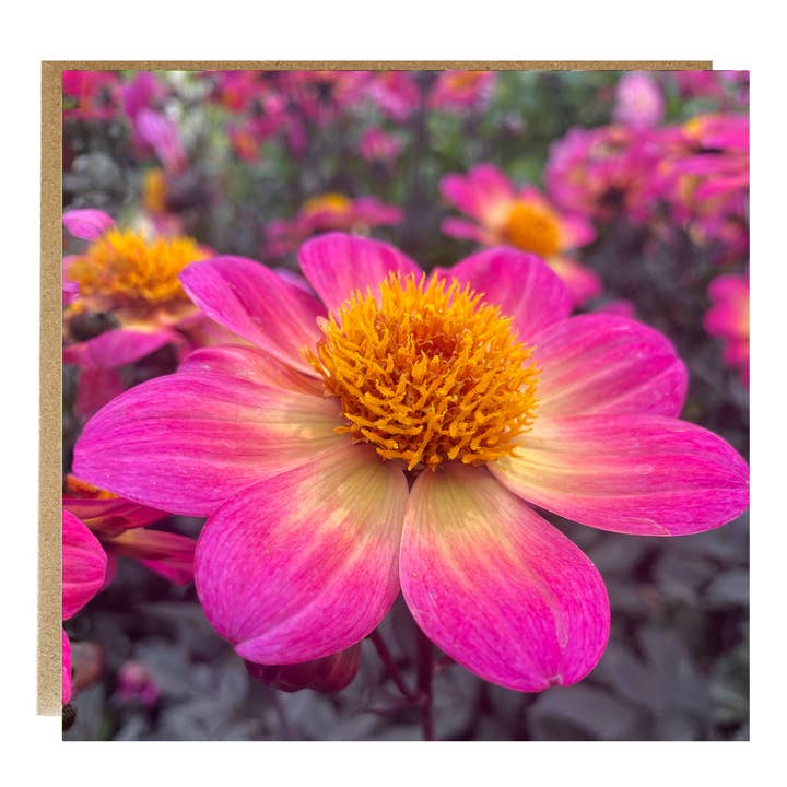 Pink Dhalia Fine Art lykønskningskort - Dhalia Flower card for engroshandel hos Alex Sharp