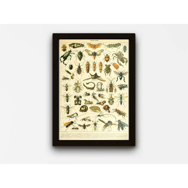 Rock Paper Scissors Wall Art – Großhandel Poster – Entemologie-Tafel - Insekten B, von Adolphe Millot