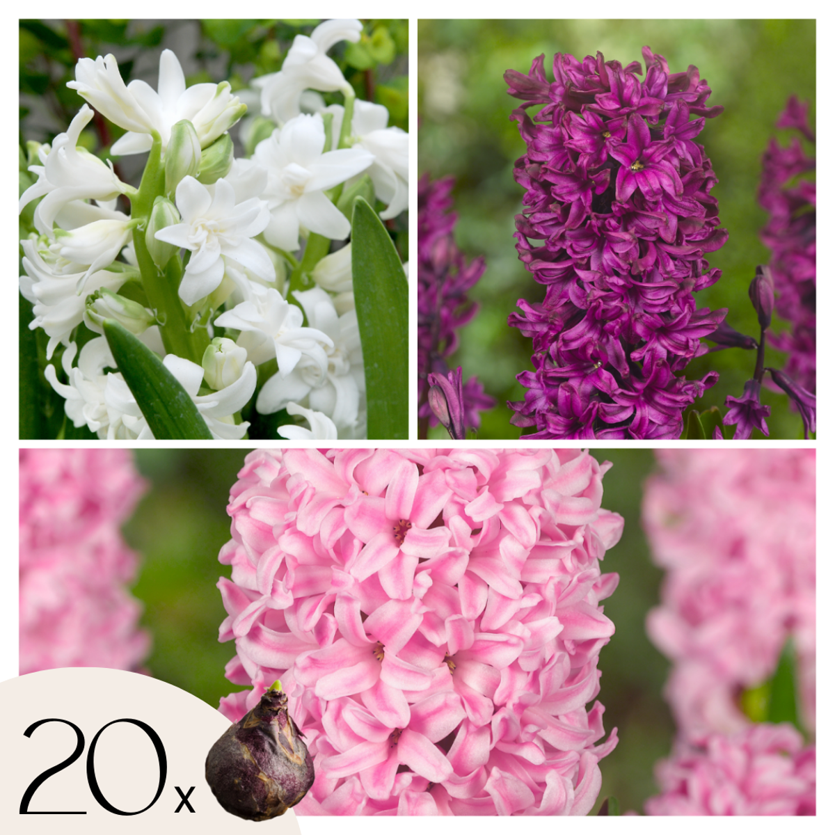 Oasis of Life - Wholesale Live Plant - Hyacinth Bulbs – 20 Flower Bulbs – Hyacinthus Mix – Multicolored – Flower Bulbs for Garden & Pot – Fragrant Spring Flowers in Pink, Purple & White – Early Bloomers 25–30cm – Planting Time Autumn0