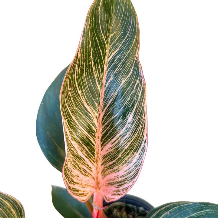 Flow State - Wholesale Live Plant - 4" Philodendron Birkin Pink Variegated – Wholesale Plant2