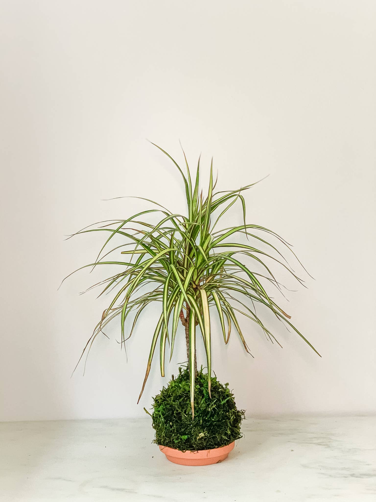 White Stable Farms - Wholesale Live Plant - Dracaena Sun Ray Kokedama (House Plant Wrapped in Moss)0