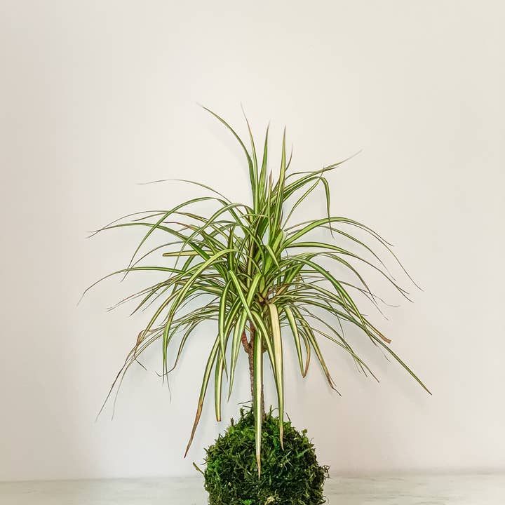 White Stable Farms - Wholesale Live Plant - Dracaena Sun Ray Kokedama (House Plant Wrapped in Moss)