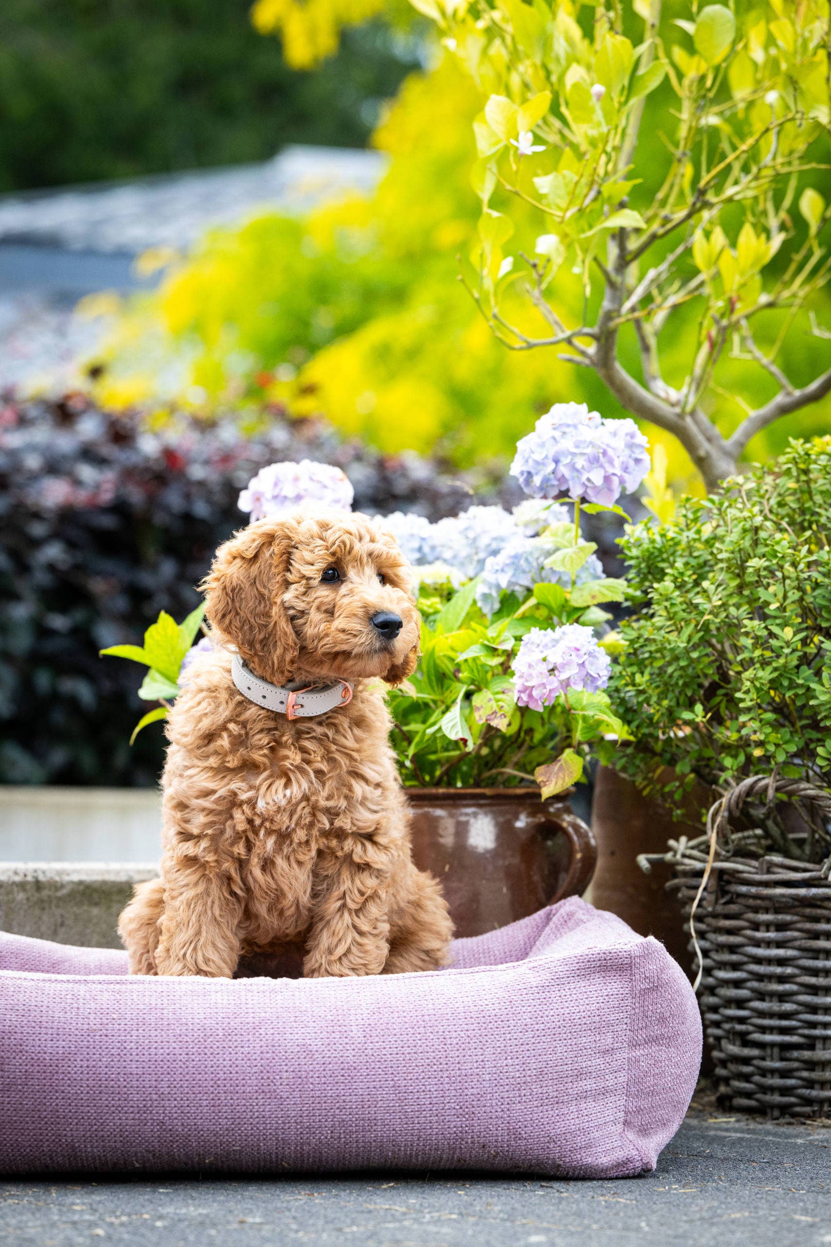 LABONI - Volentis GmbH – wholesale Husdjursbädd – Hund – ORTHO SÄLLSKAPSDJUR SÄNG TUDOR28