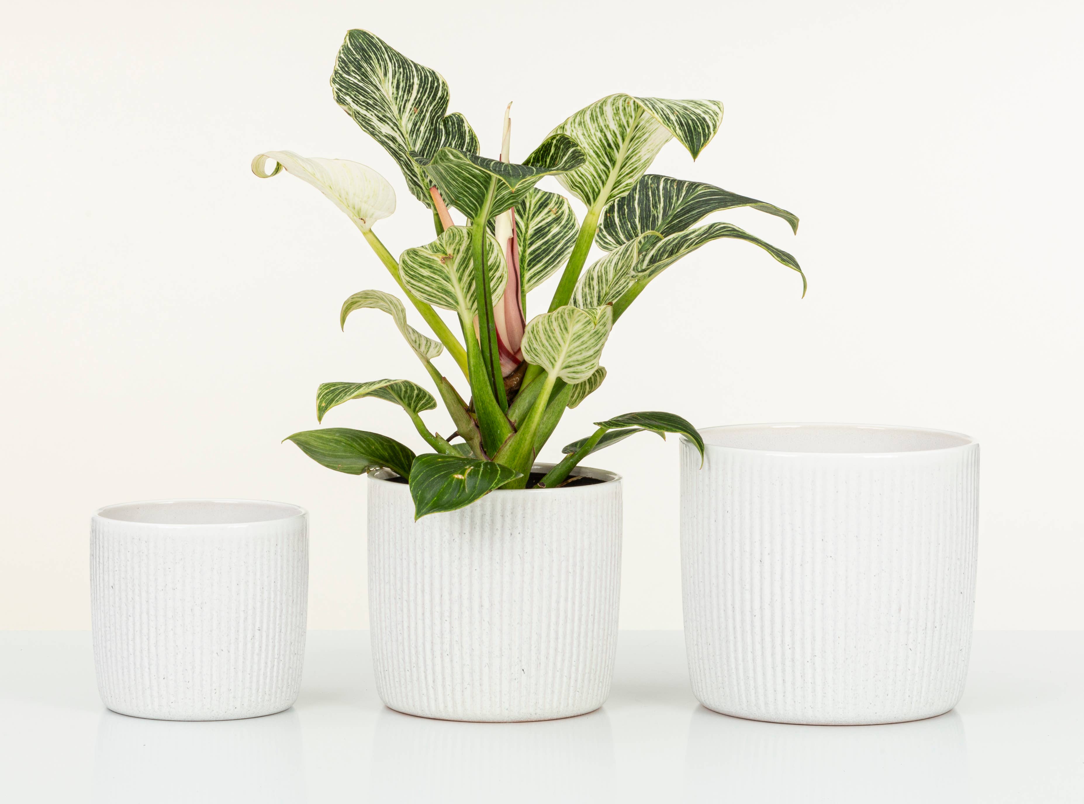 Scheurich - Wholesale Plant Pot - Set of 2 Solido Linea 909 ceramic planters8