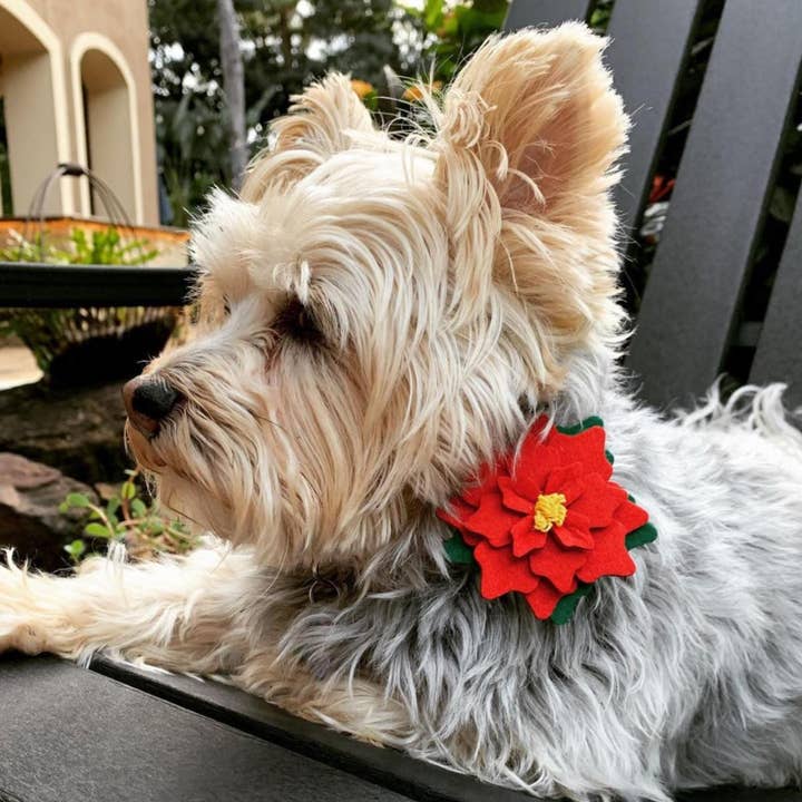Chloe & Max LLC - Wholesale Pet Collar - Dog - Felt Poinsettias