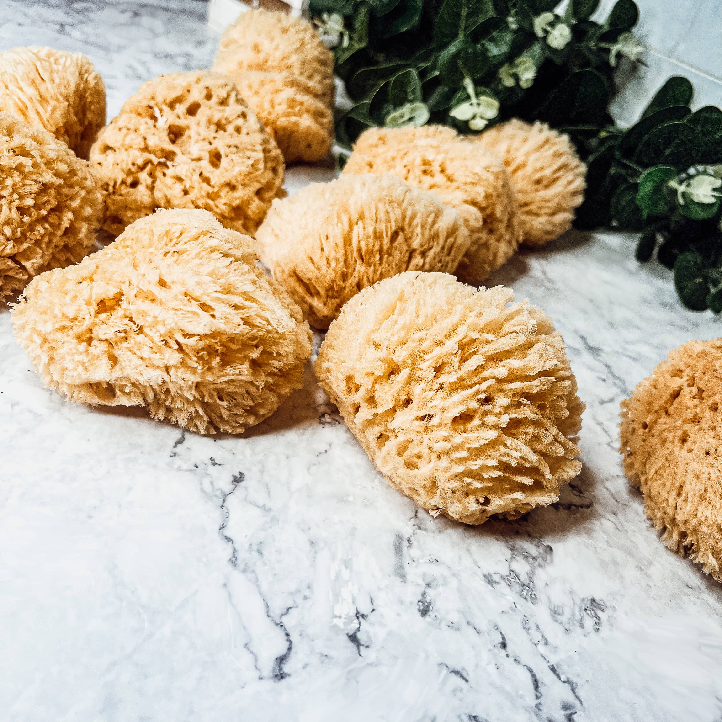 Gia Roma - Wholesale Bath Pouf/Sponge - Dead Sea Sponge, All Natural Body Wash Loofah 4-5"13