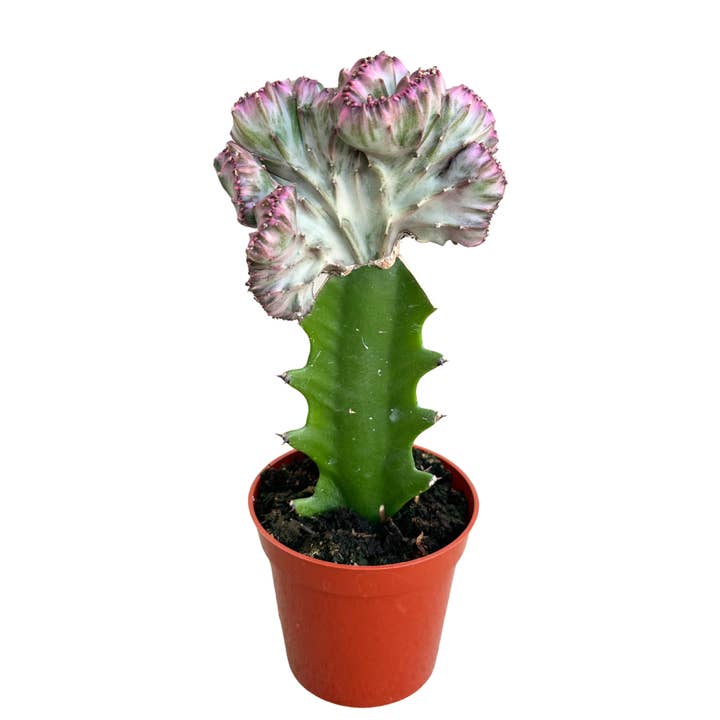 Flow State - Wholesale Live Plant - 3.25" Grafted Mermaid Tail Cactus – Live Houseplant