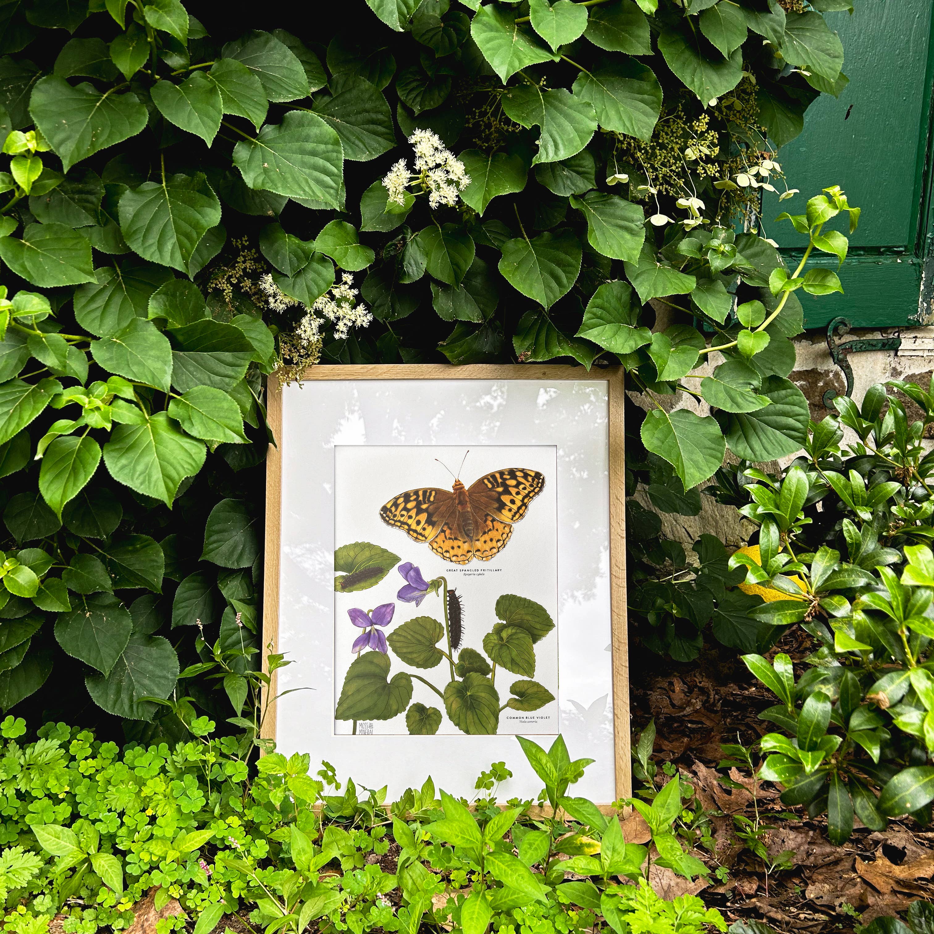 Moss and Mineral - Wholesale Art Print - Great Spangled Fritillary and Violet, Botanical Art Print 6