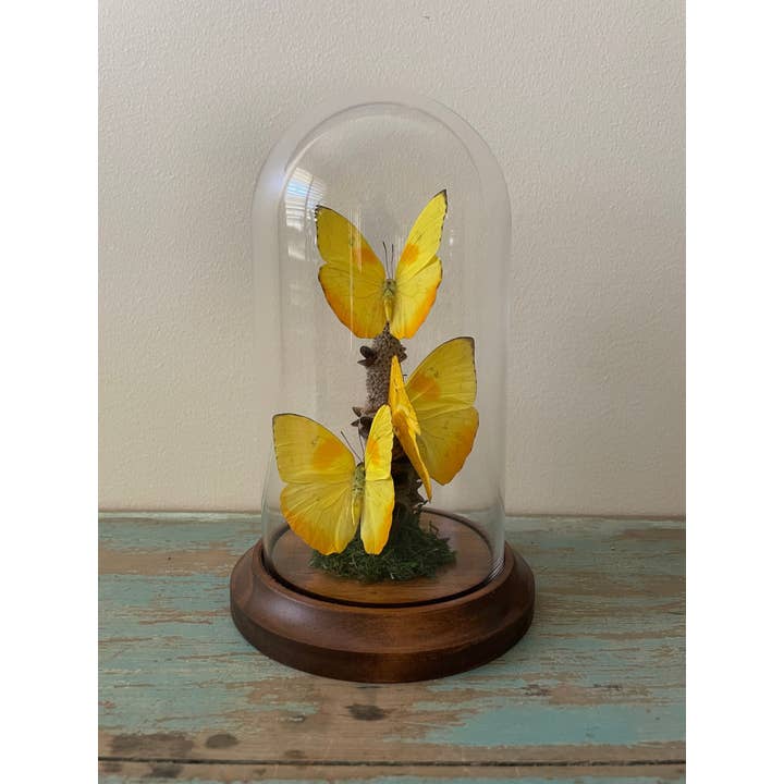 Tredobbelte gullige sommerfugle, Phobeus pilea, i en kuppel for engroshandel hos Newman Art Designs