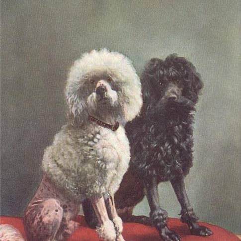 Art Print DG-207 Poodles for wholesale by Found Image Press