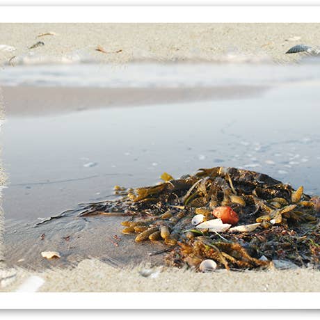 Marítimo/369207 para venta al por mayor de Yabué