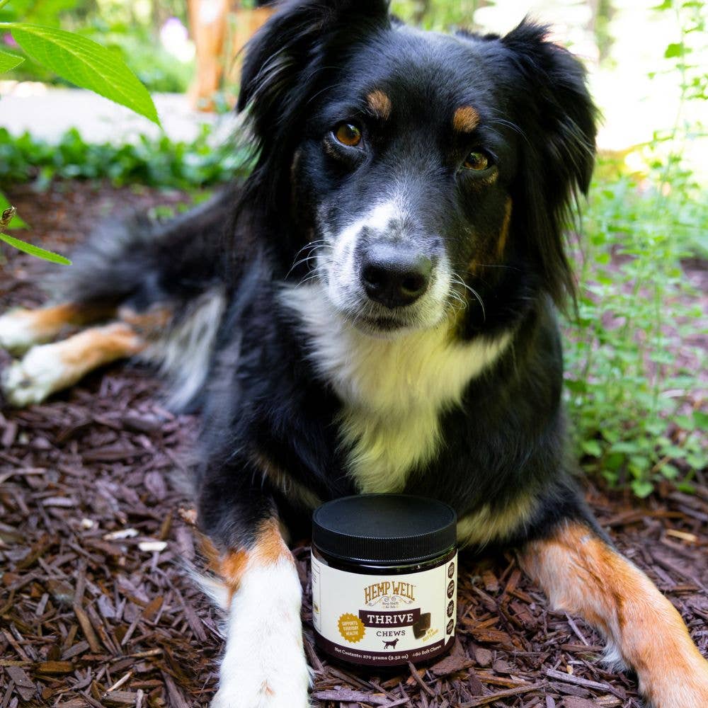 Hemp Well - Wholesale Pet Supplement - Dog - Hemp Well Thrive Dog Soft Chews6
