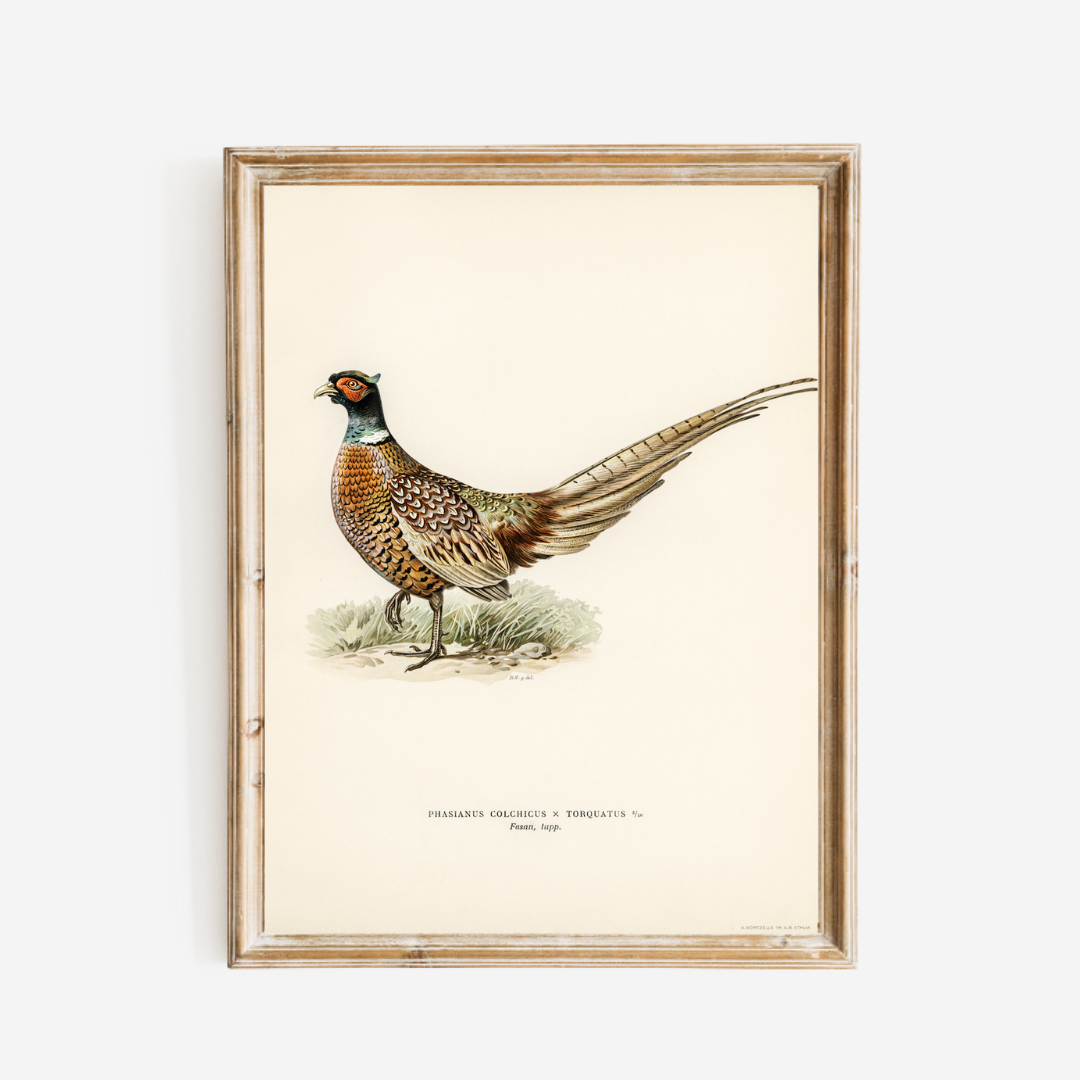 Sea to Skye - Wholesale Art Print - Pheasant Antique Art Print4
