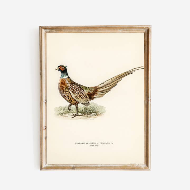 Sea to Skye - Wholesale Art Print - Pheasant Antique Art Print4