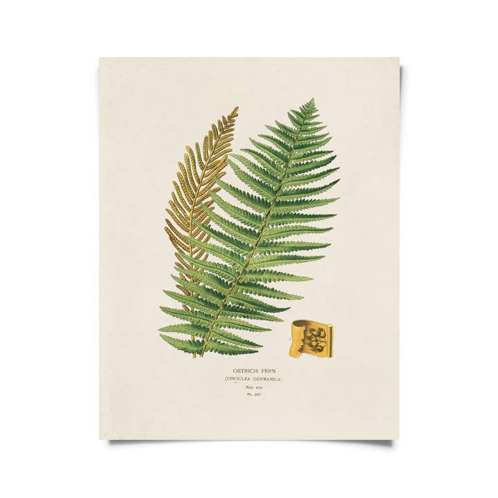 Curious Prints - Wholesale Art Print - Vintage Botanical Ostrich Fern Print w/ optional frame