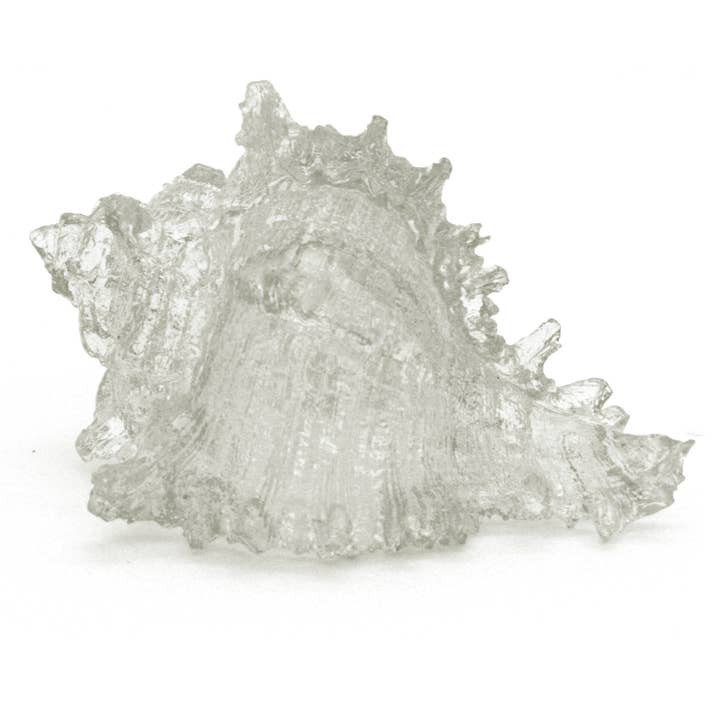 Clear Murex Shell for wholesale by Modern Coastal by Contrast Inc.