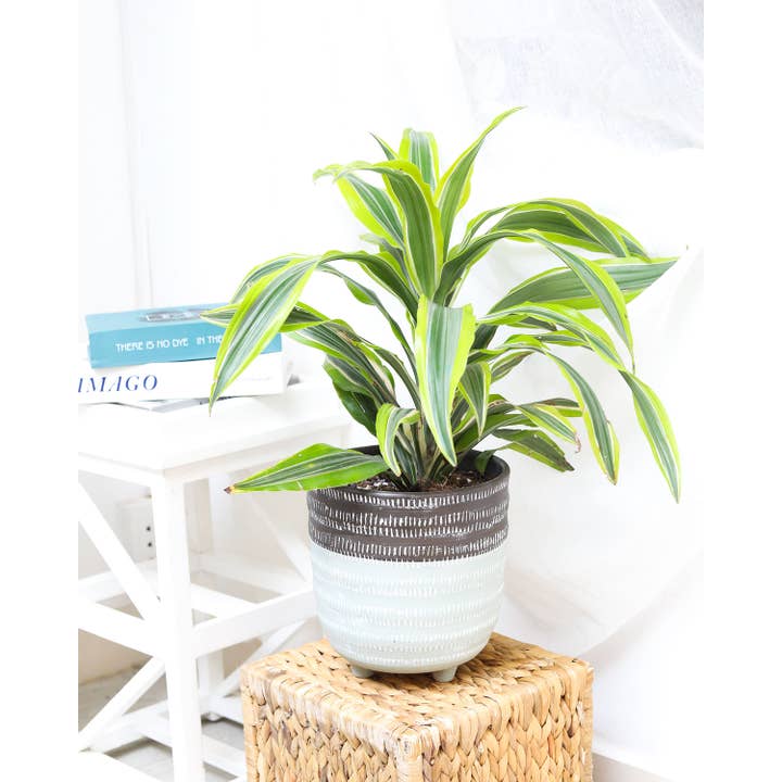 Best Plant Friend - Wholesale Live Plant - Dracaena Lemon Lime - Air Purifying Plant - 4/6 inch Pot