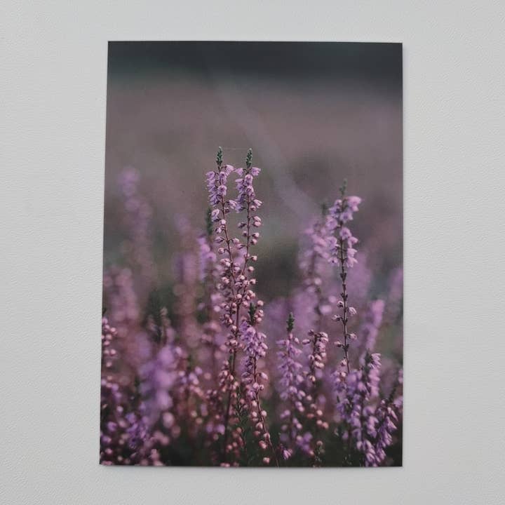 Postcard - Heath (1043) for wholesale by SannCards