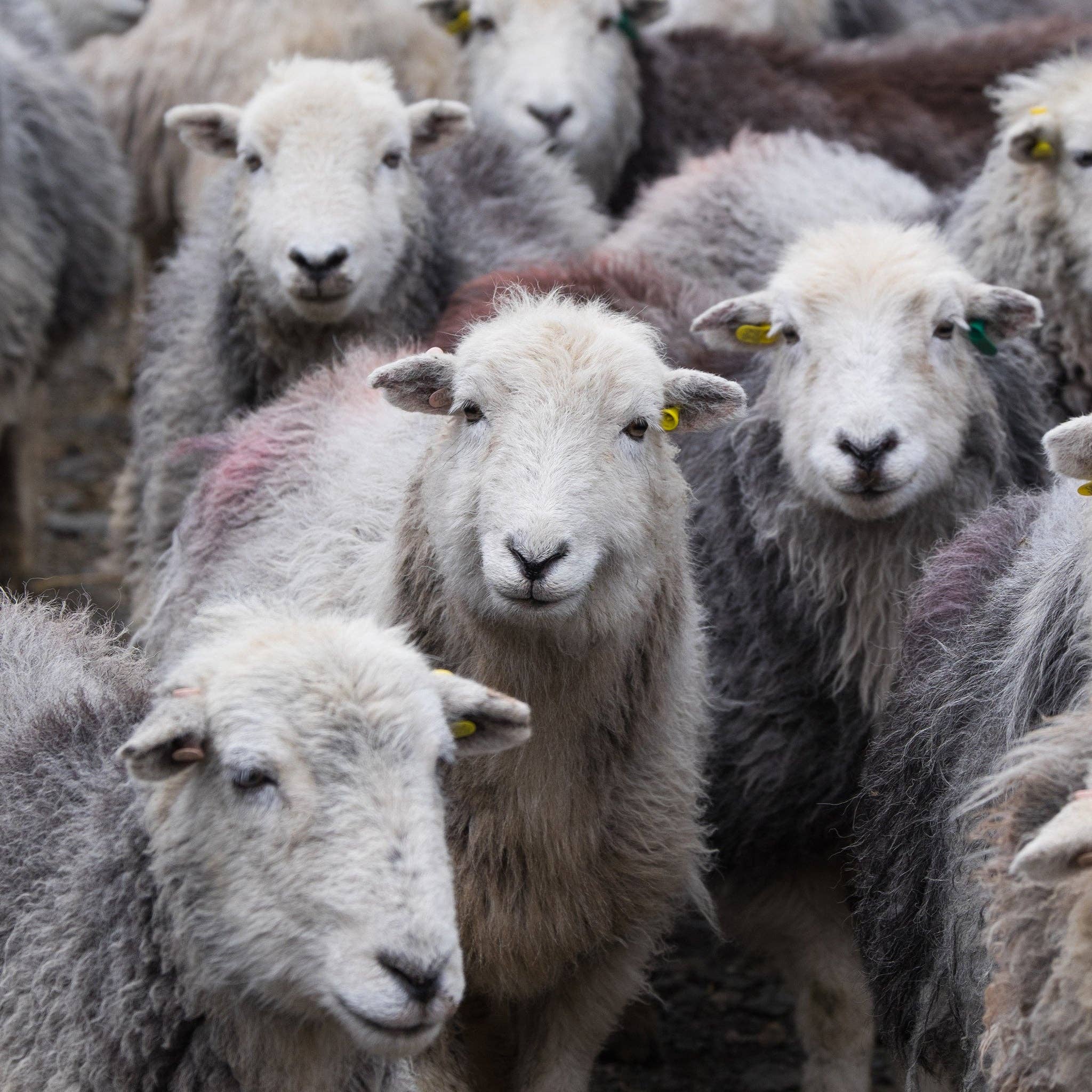 Jolly Good Yarn – wholesale Yarn – Herdwick Sheep Wool2