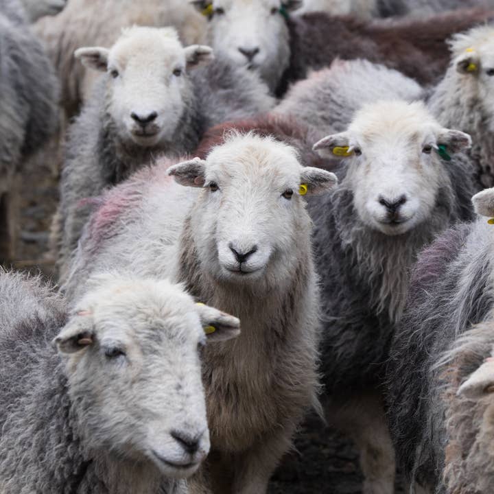 Jolly Good Yarn – wholesale Yarn – Herdwick Sheep Wool2