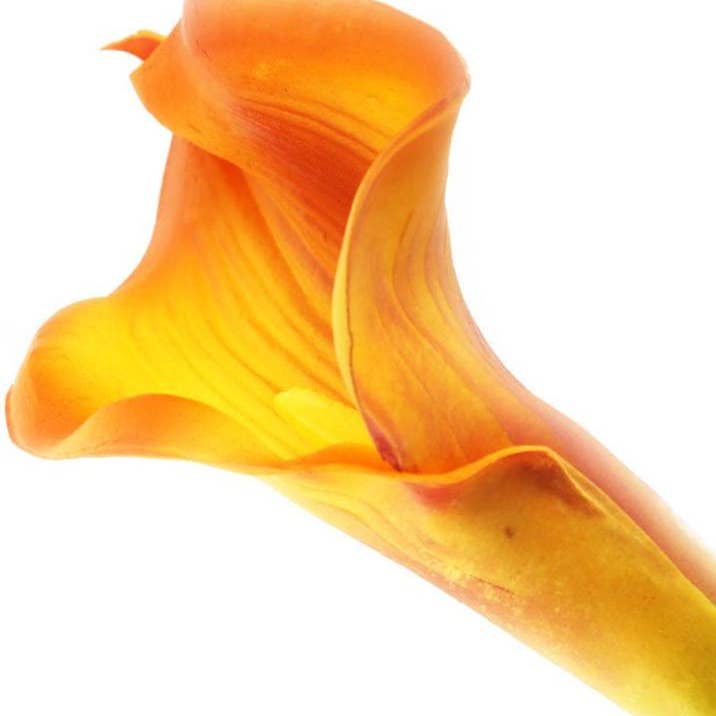 Closer2Nature – wholesale Artificial flowers – Artificial 94cm Single Stem Orange Calla Lily2