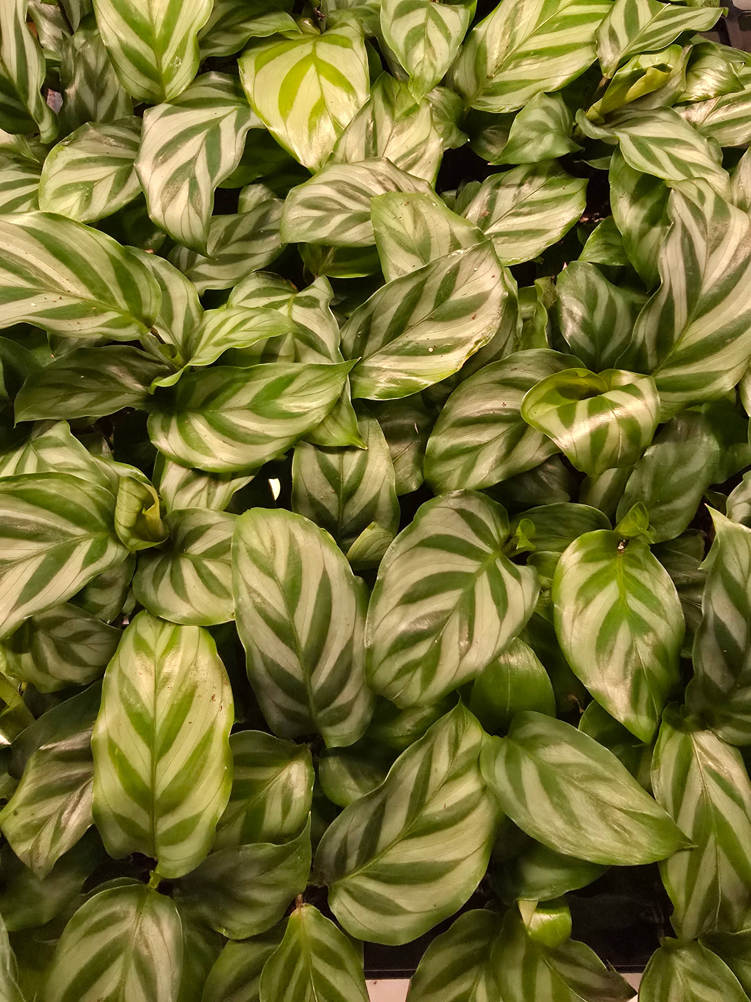 Dick's Sticks and Exotics - Wholesale Live Plant - Growers Choice Mega Mix. Unpotted. 4