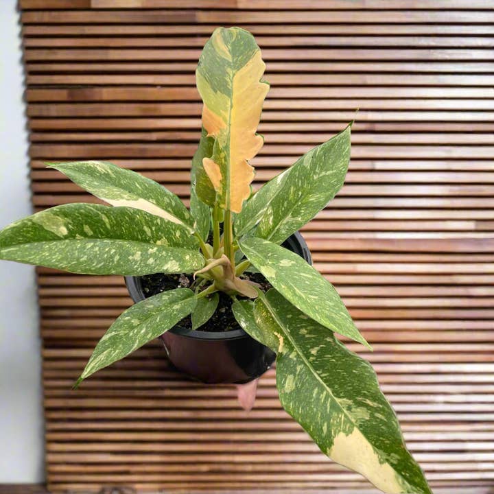 Jungle House - Wholesale Live Plant - Philodendron Ring of Fire