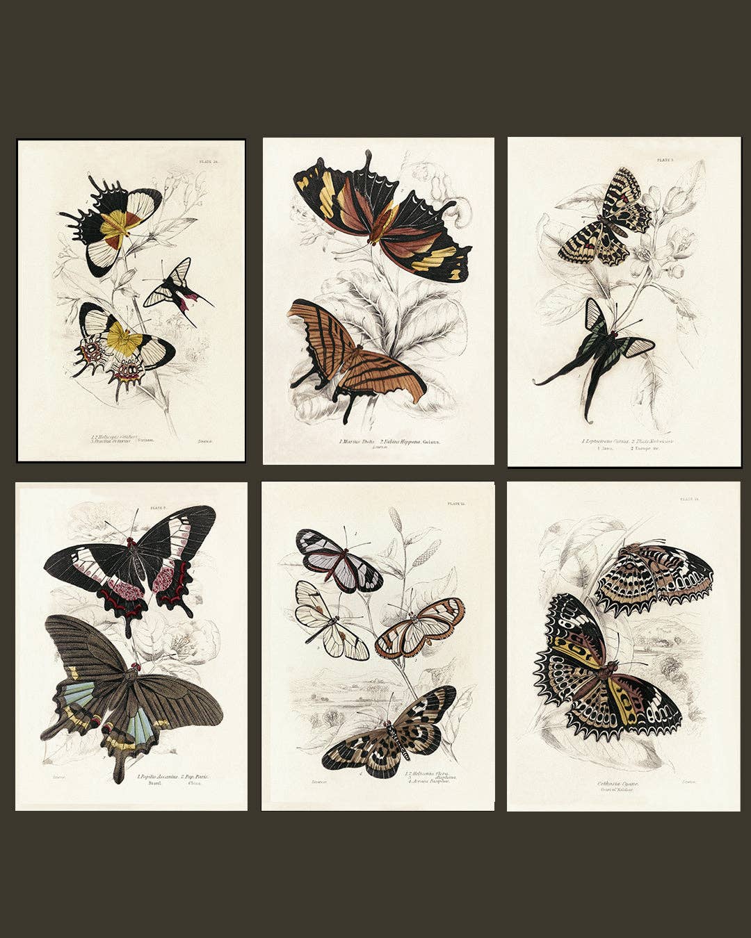 Coultura - Wholesale Gallery Wall Set - Framed Set of Six Vintage Butterfly Art Prints (Classic Teak Frame Collection)15