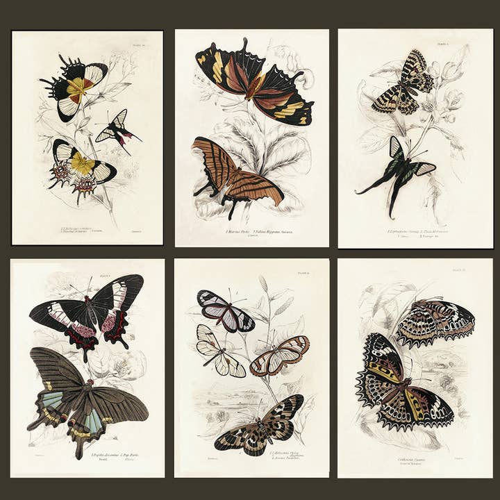 Coultura - Wholesale Gallery Wall Set - Framed Set of Six Vintage Butterfly Art Prints (Classic Teak Frame Collection)15