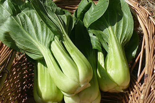 The Rike - Wholesale Plant Seeds - Green Bok Choy Seeds Cabbage Salad Seeds 2 pack x 3000 Seeds0