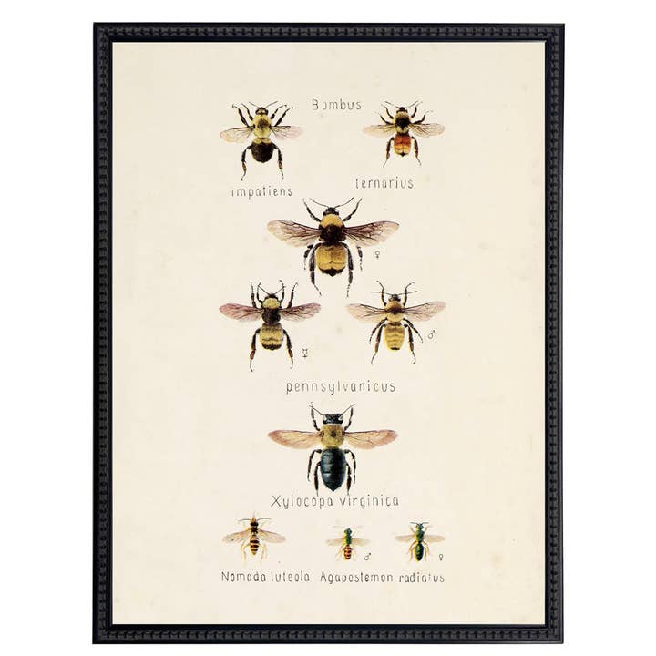 Framed vintage multi bee bookplate III for wholesale by Antique Curiosities Inc