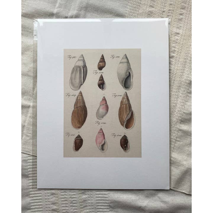 Sea to Skye - Wholesale Art Print - Antique Shells I Antique Print2