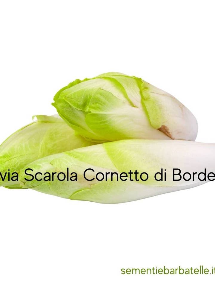 Bordeaux Horn Endive Scarola for wholesale by Sementi & Barbatelle