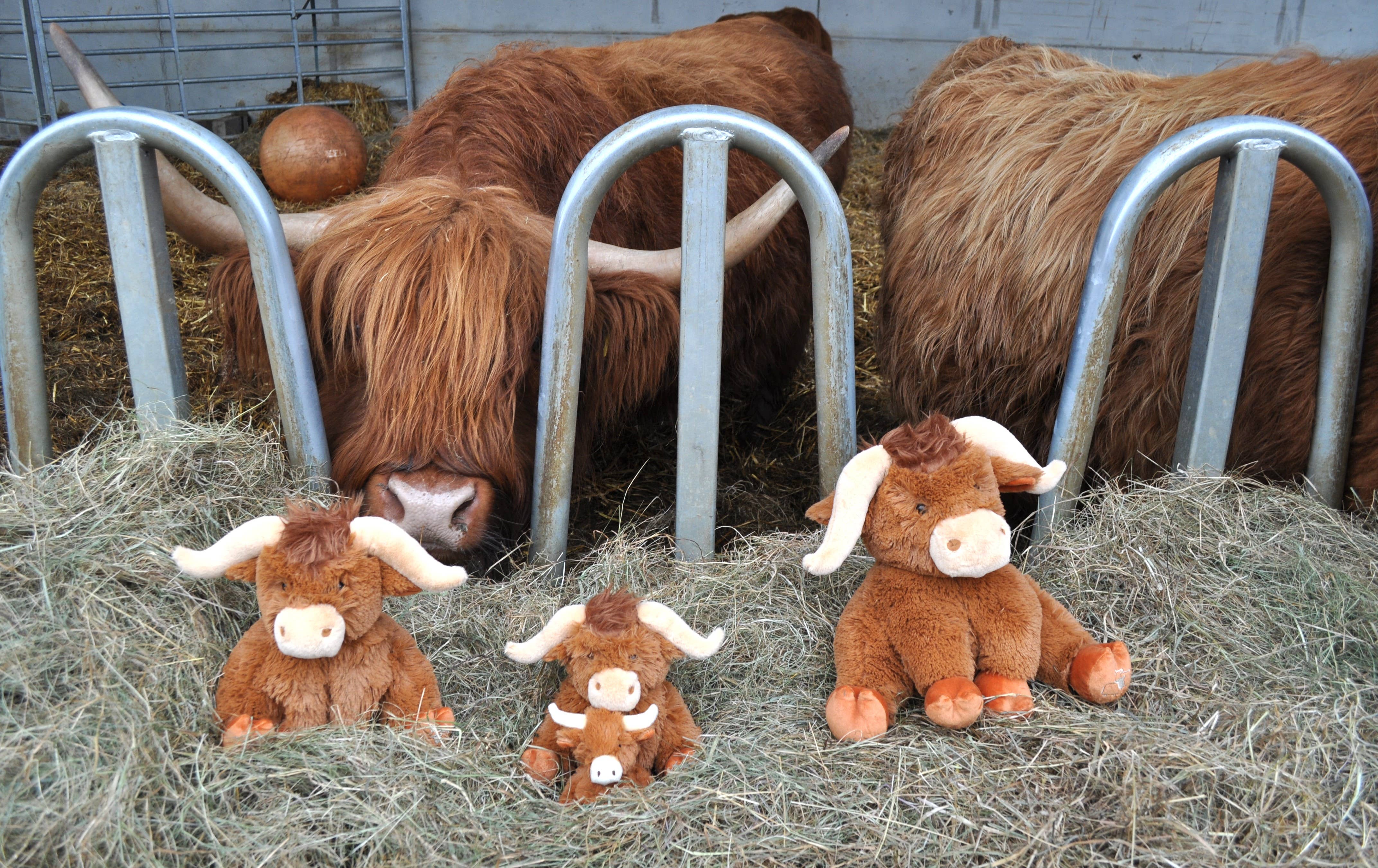 Jomanda Soft Toys & Accessories - Wholesale Stuffed/Plush Toy - Kids & Baby - Horny Highland Cow Plush Brown Large Soft Toy 30CM3