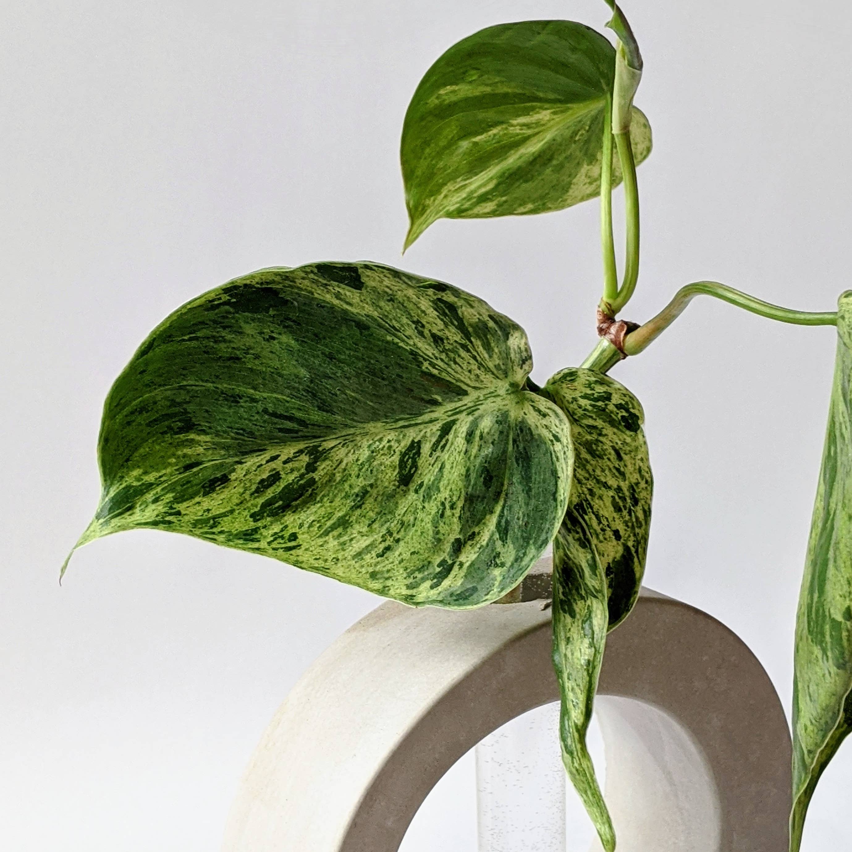 ForgottenProperty - Wholesale Plant Pot - Concrete Propagation Station Round3