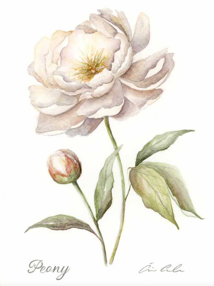 Peony for wholesale by Artwork by Aine