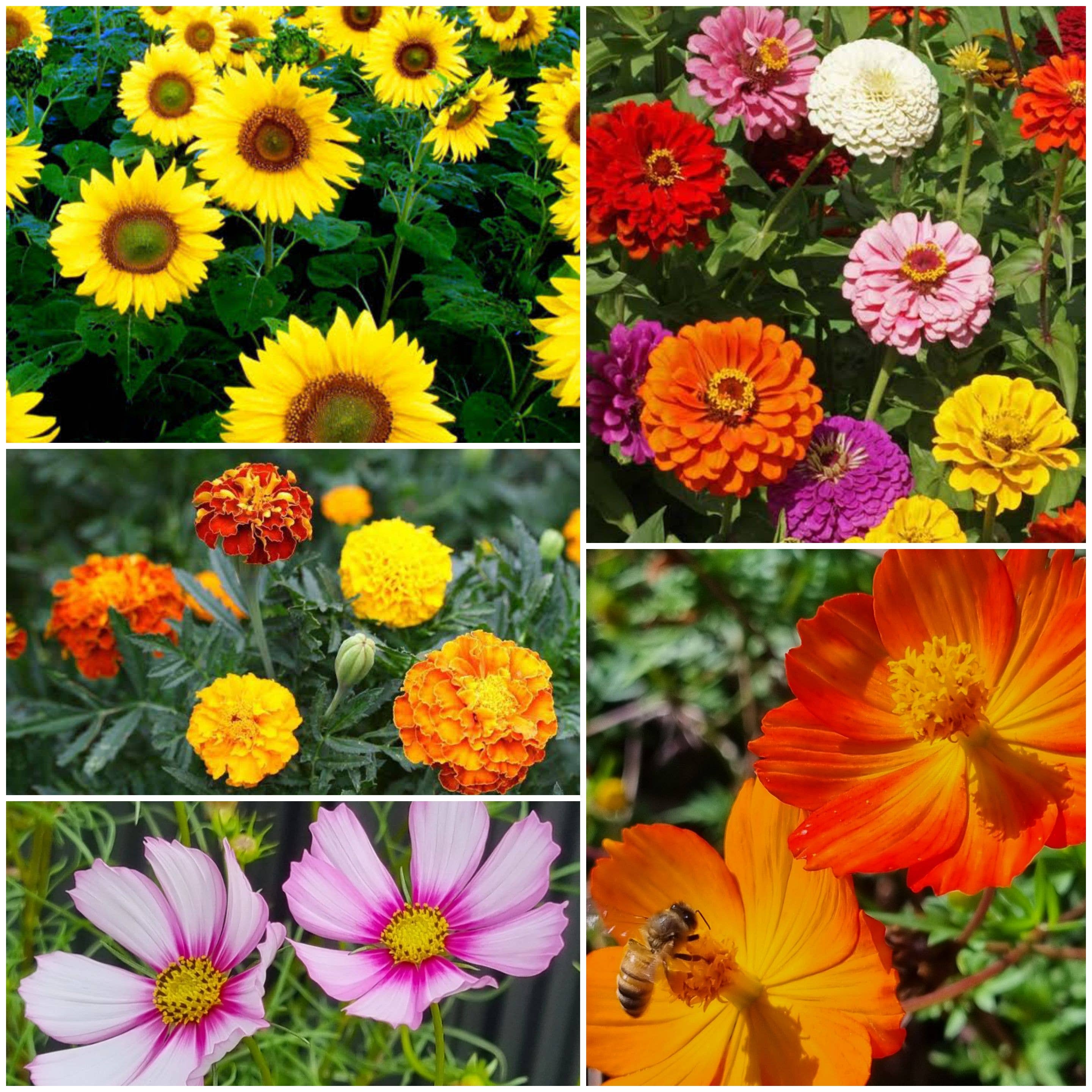 Bee Kind Australia - Wholesale Plant seeds - Your Design1