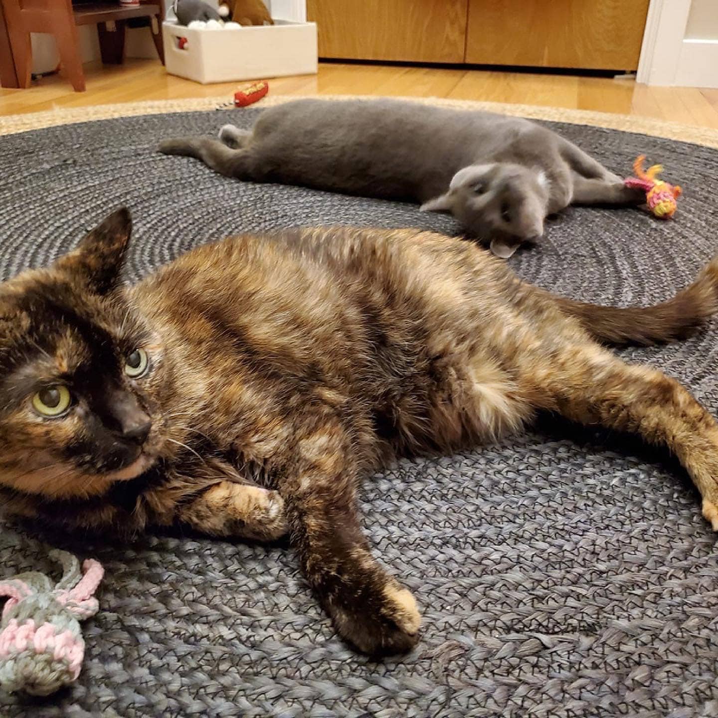 Gunther's Goodies - Wholesale Pet Toy - Cat - Hand crocheted Kitty Squid Catnip Cat toy2